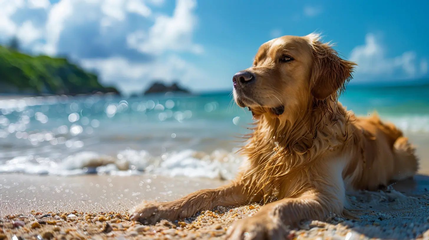 Best Dog-Friendly Beaches Around the World