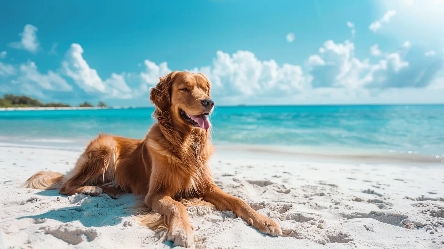 Best Dog-Friendly Beaches Around the World